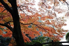 autumn161108.jpg