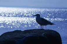 bird090810.jpg