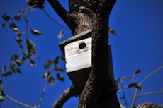 birdhouse_120612.jpg