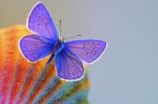 butterfly120423.jpg