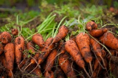 carrot_100402.jpg