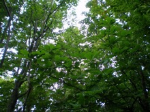 forest_100416.jpg