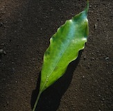 leaf_100723.jpg