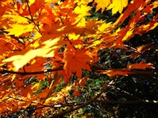 leaves_101201.jpg