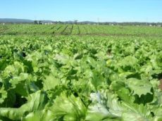 lettuce090804.jpg