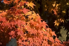 momiji111201.jpg