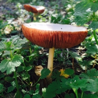 mushroom170929.jpg