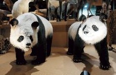 panda_110309.jpg