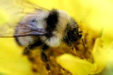 pollen090327.jpg