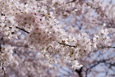 sakura110413.jpg