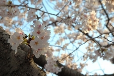 sakura120411.jpg