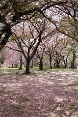 sakura130406.jpg