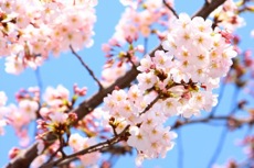 sakura_100317.jpg