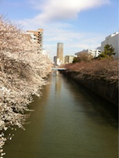 sakura_130419.jpg