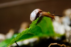 snail_100714.jpg