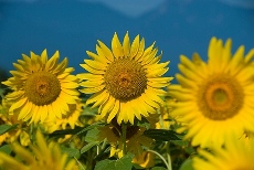 sunflower080809.jpg