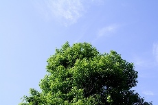 tree090721.jpg