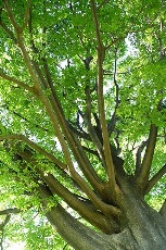 tree160426.jpg