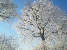 winter110124.jpg