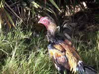 マダガスカルの地方部では、このような鶏が普通に放し飼いにされていることが多い